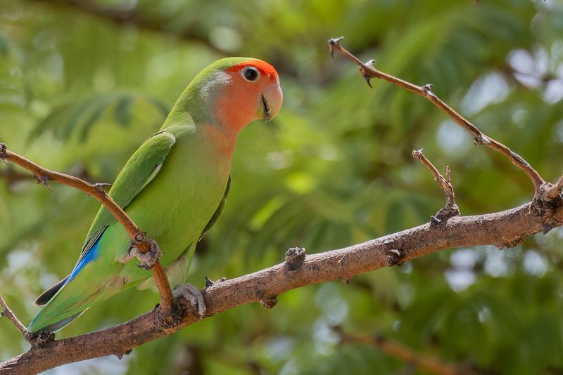 Rose-faced Lovebird