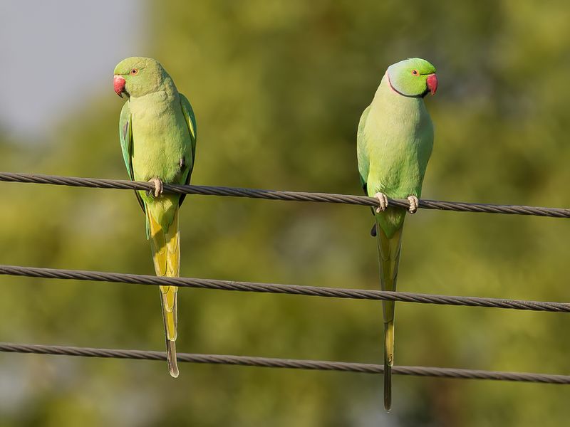 Rose-ringed Parakeet (m+f)