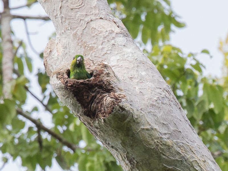 Salvadori's Fig Parrot (f)