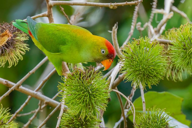 Sri Lanka Hanging Parrot