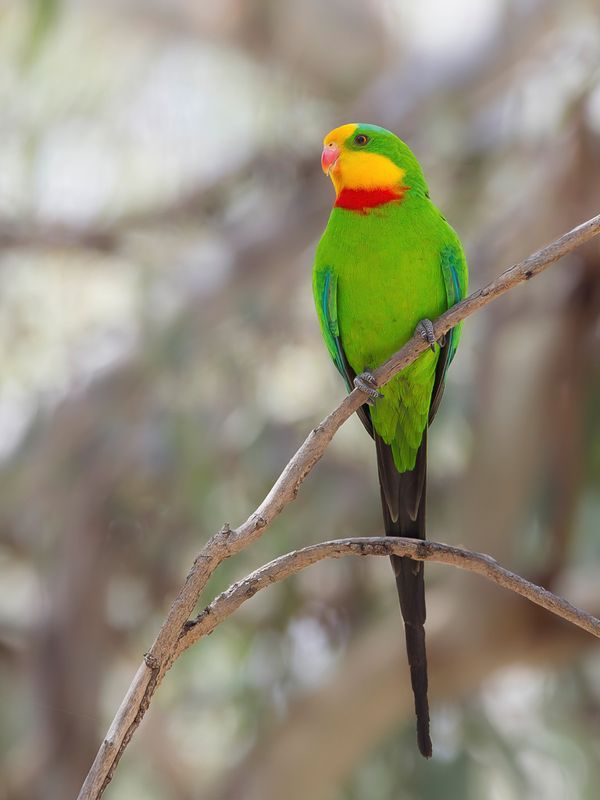 Superb Parrot (m)