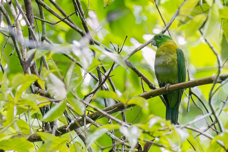 Yellow-breasted Racket-tail