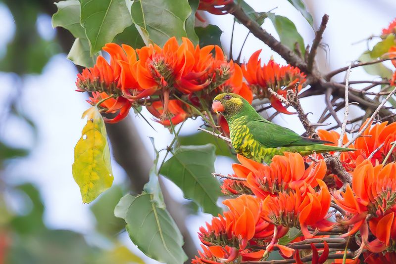 Yellow-cheeked Lorikeet
