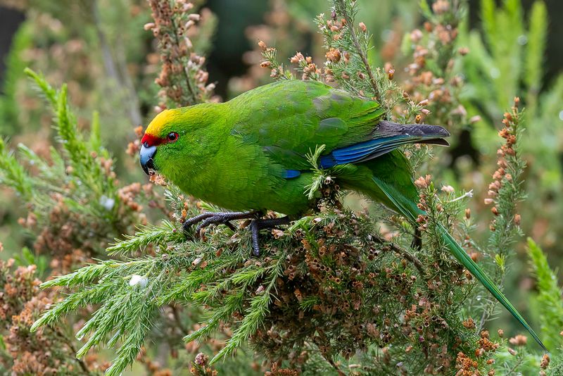 Yellow-crowned Parakeet