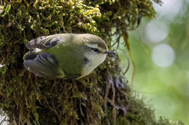108 Acanthisittidae - New Zealand Wrens