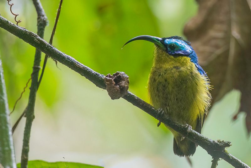 Common Sunbird Asity (m)