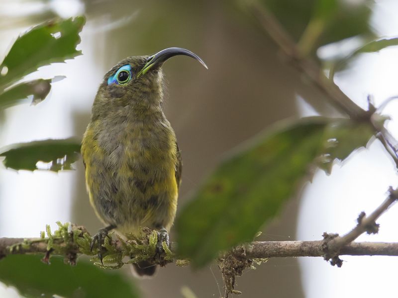 Common Sunbird Asity (imm)