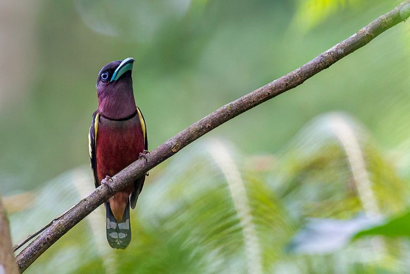 Banded Broadbill