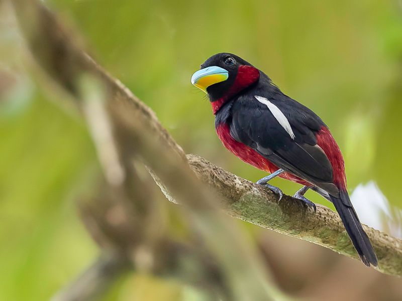 Black-and-red Broadbill