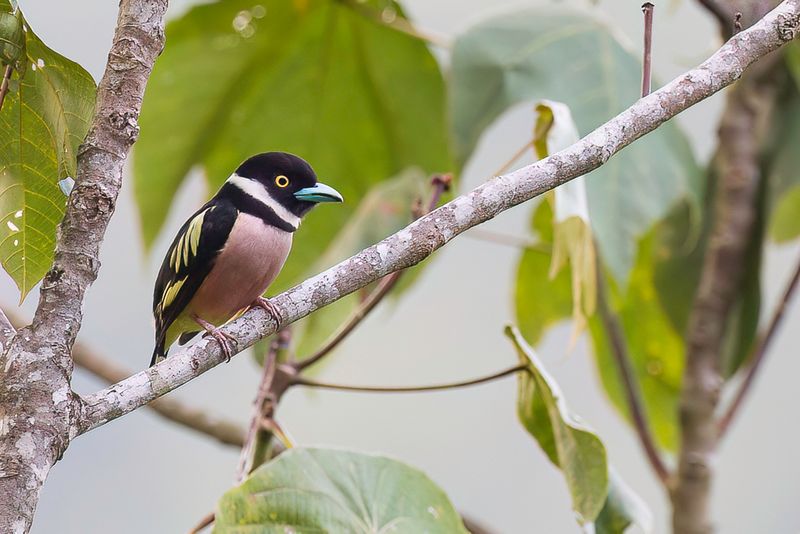 Black-and-yellow Broadbill