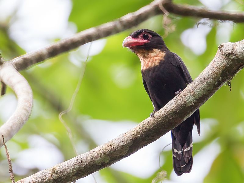 Dusky Broadbill