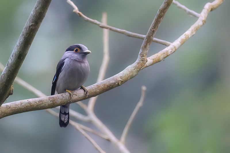 Grey-lored Broadbill