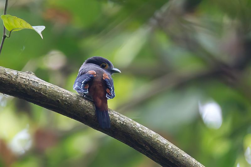 Grey-lored Broadbill