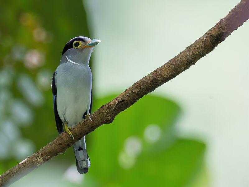 Silver-breasted Broadbill