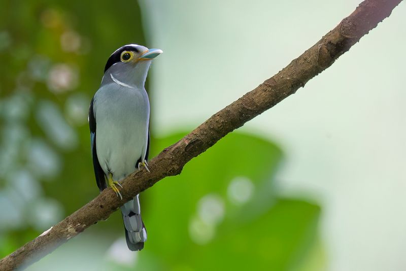 Silver-breasted Broadbill