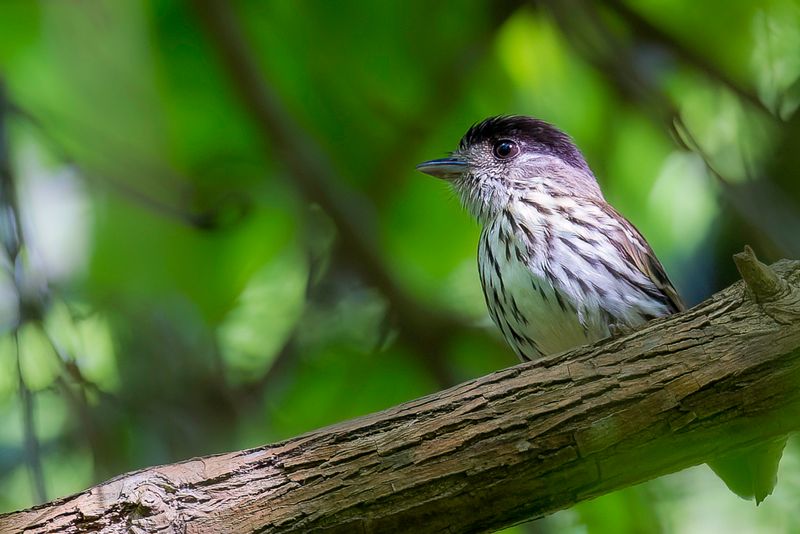 African Broadbill (m)