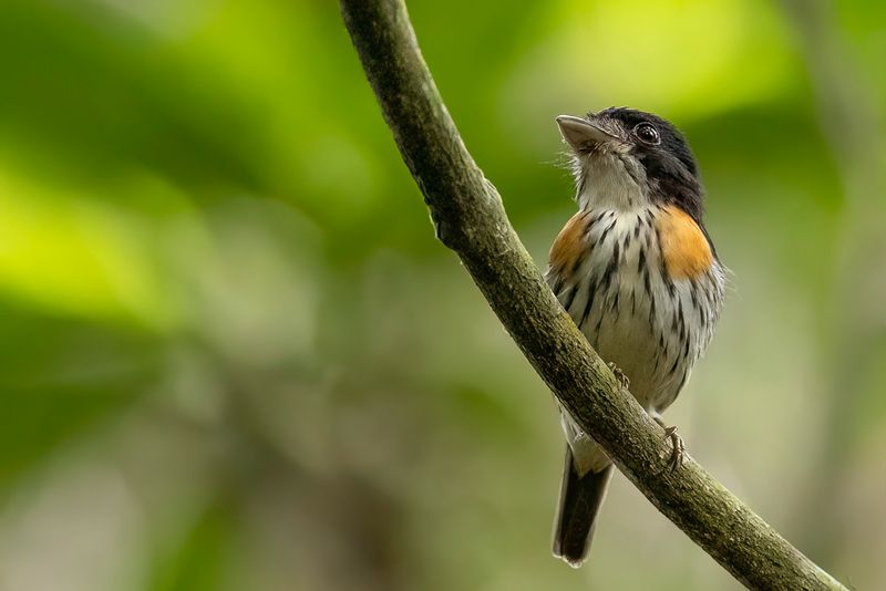 Rufous-sided Broadbill