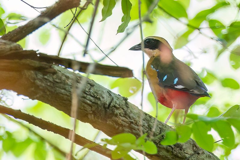 African Pitta