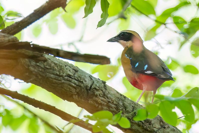 African Pitta