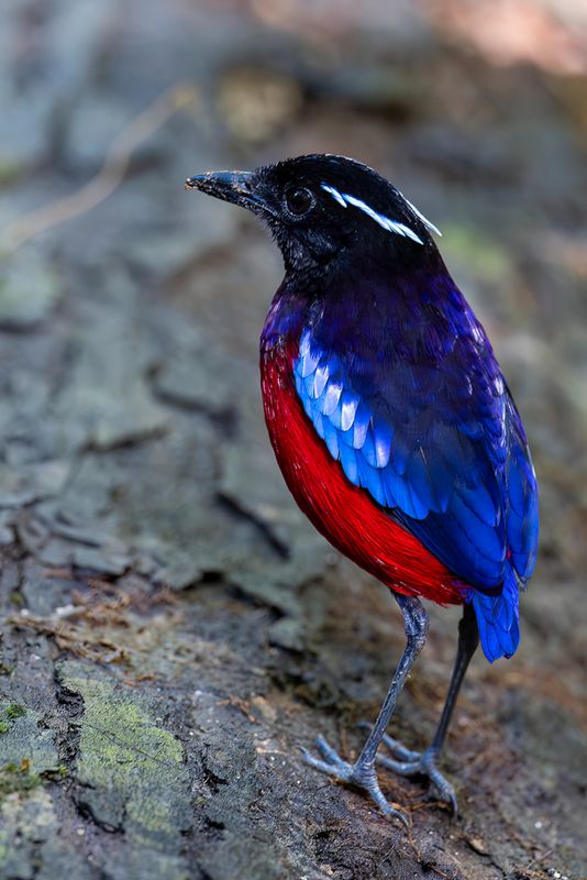 Black-crowned Pitta