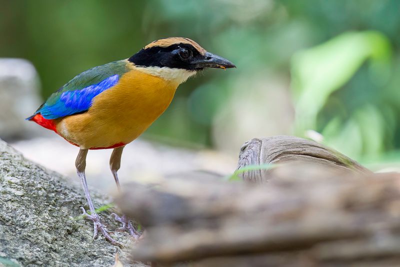 Blue-winged Pitta