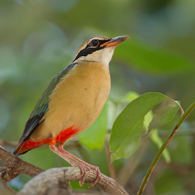 Indian Pitta