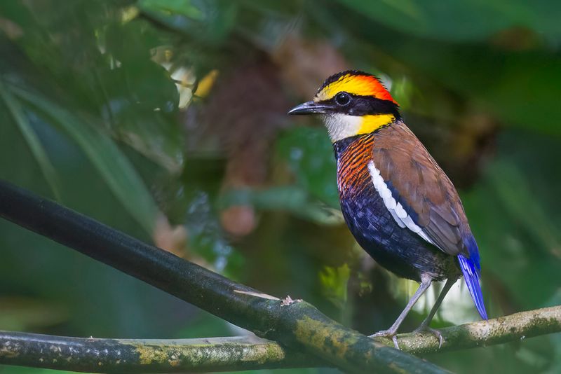 Malayan Banded Pitta