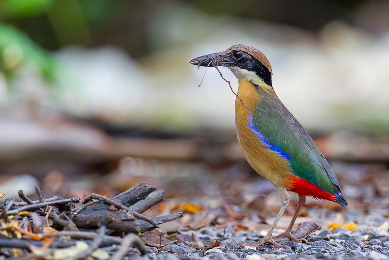 Mangrove Pitta