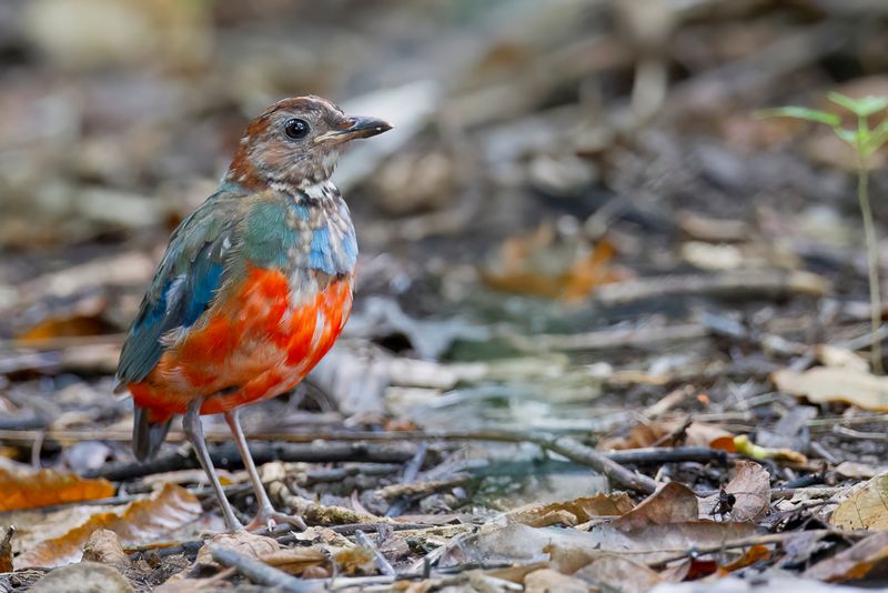 Sulawesi Pitta