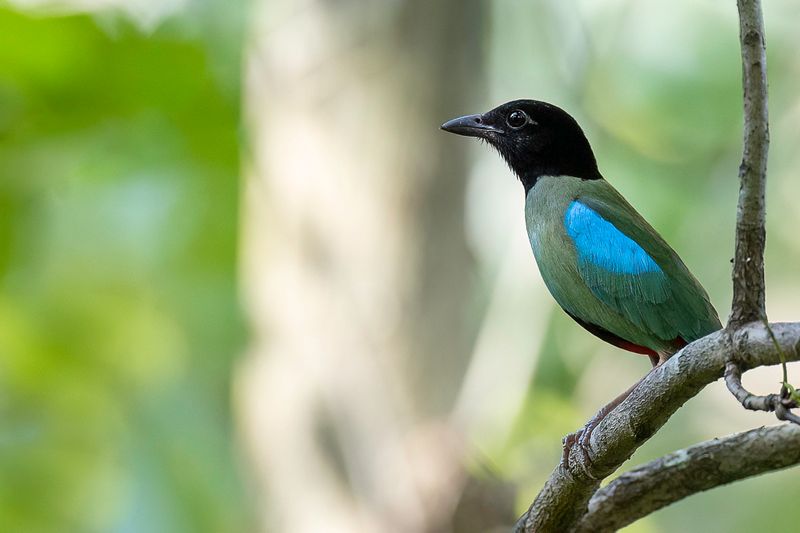 Western Hooded Pitta