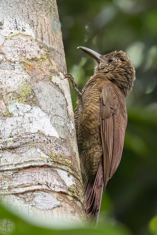 Amazonian Barred Woodcreeper