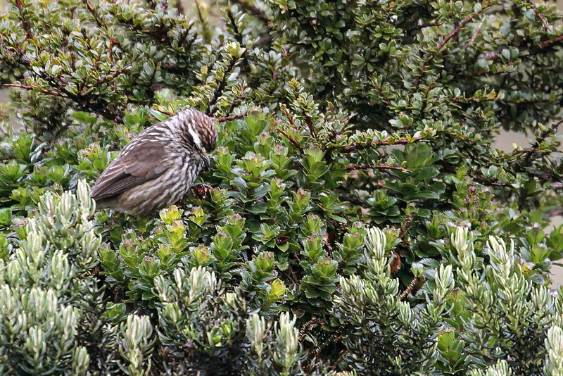 Andean Tit-Spinetail