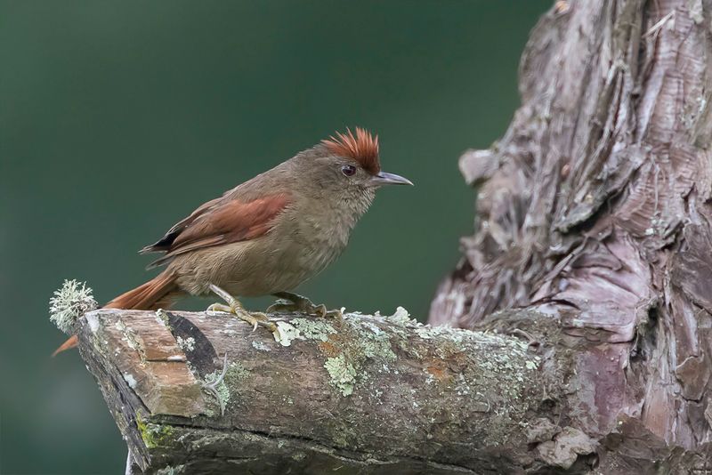 Ash-browed Spinetail
