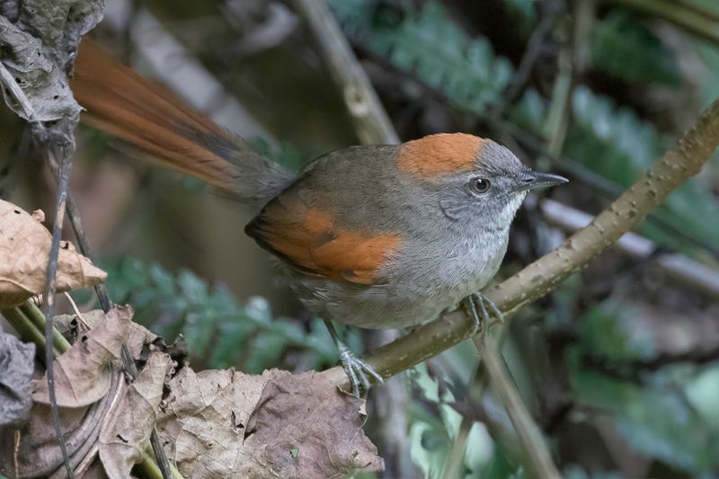 Azara's Spinetail