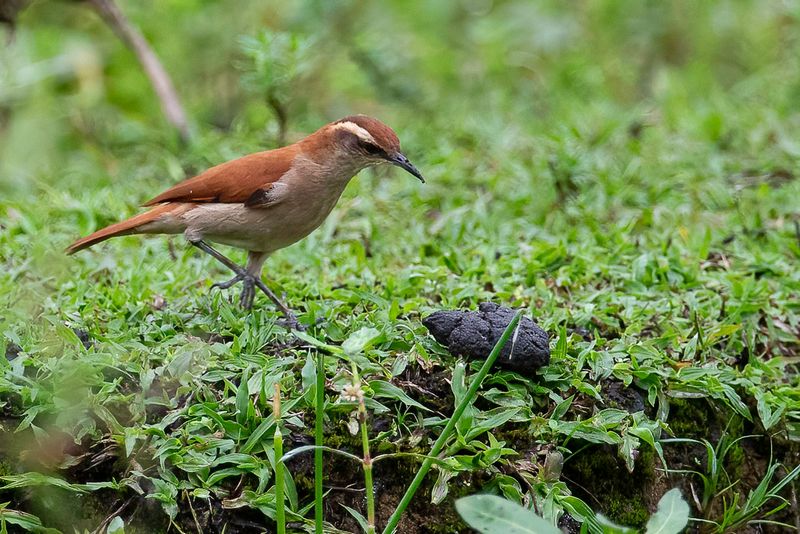 Band-tailed Hornero