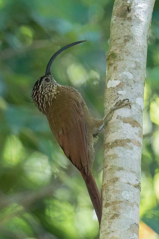 Black-billed Scythebill