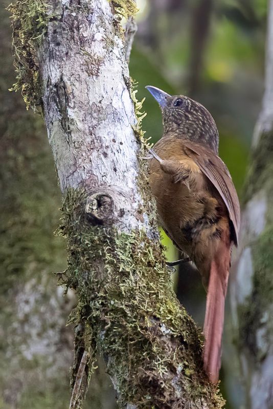 Black-billed Treehunter
