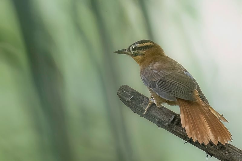 Black-capped Foliage-gleaner