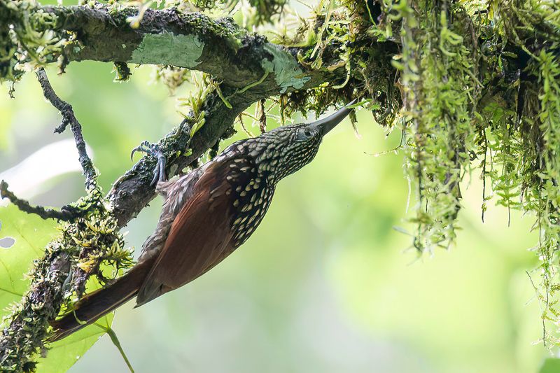 Black-striped Woodcreeper