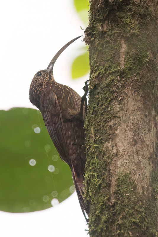Brown-billed Scythebill