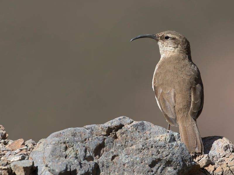 Buff-breasted Earthcreeper