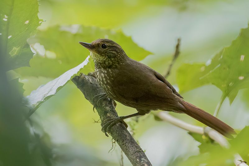 Buff-browed Foliage-gleaner