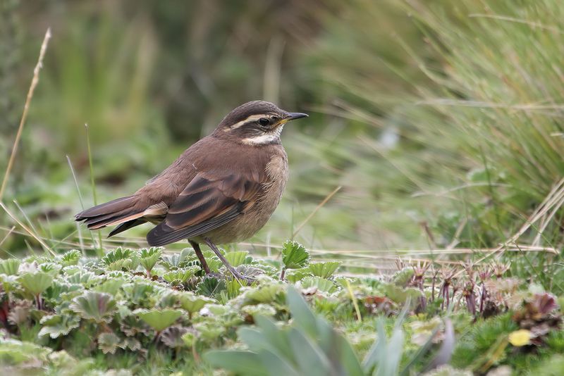 Chestnut-winged Cinclodes
