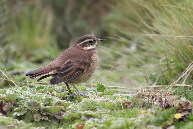 Chestnut-winged Cinclodes