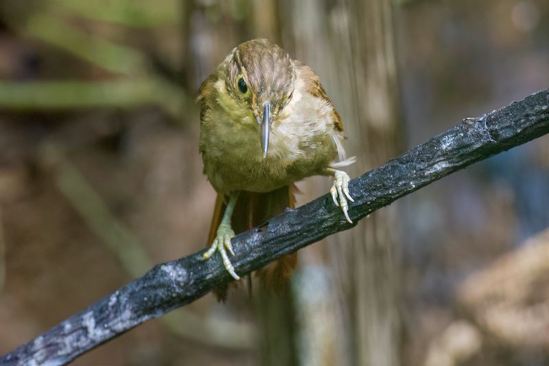 Chiriqui Foliage-gleaner