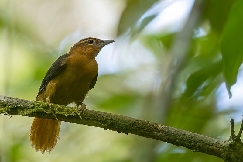 Cinnamon-rumped Foliage-gleaner