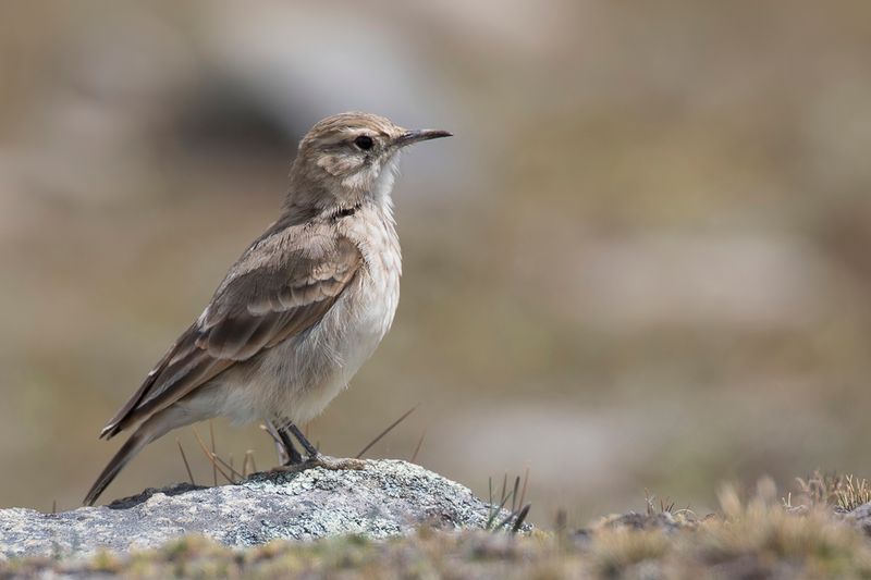 Common Miner