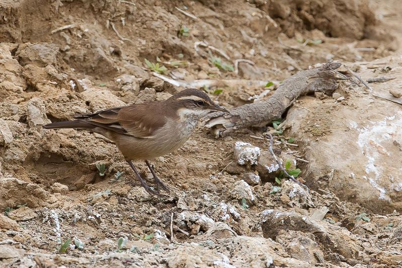 Cream-winged Cinclodes