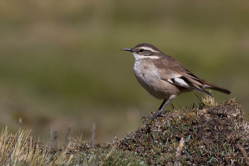Cream-winged Cinclodes