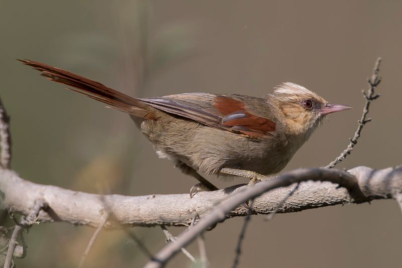 Creamy-crested Spinetail